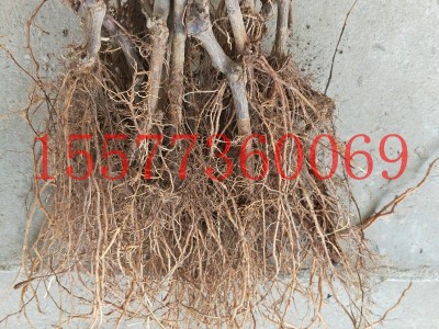 厂家供应葡萄果树 阳光玫瑰香葡萄苗 阳光玫瑰葡萄扦插苗批发图4
