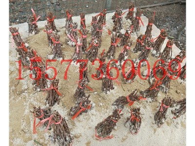 厂家供应葡萄果树 阳光玫瑰香葡萄苗 阳光玫瑰葡萄扦插苗批发图5