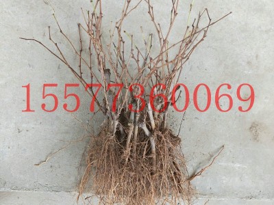 厂家供应葡萄果树 阳光玫瑰香葡萄苗 阳光玫瑰葡萄扦插苗批发图2