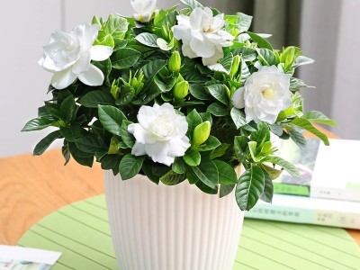 栀子花种子四季种易活多年生开花不断植物盆栽室内外庭院阳台花卉图1