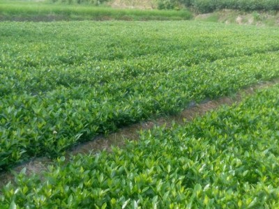 栀子花种子四季种易活多年生开花不断植物盆栽室内外庭院阳台花卉图3