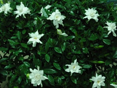 栀子花种子四季种易活多年生开花不断植物盆栽室内外庭院阳台花卉图2