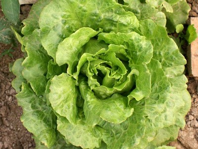 中科茂华蔬菜种子公司批发意大利生菜种子家庭园艺生菜种图4