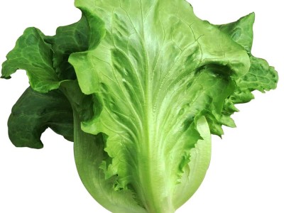 中科茂华蔬菜种子公司批发意大利生菜种子家庭园艺生菜种图5