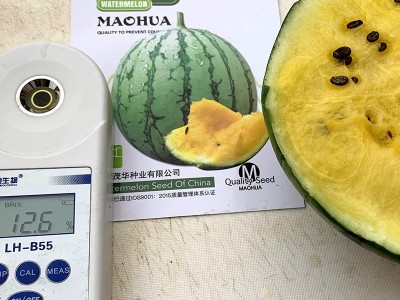 中科茂华瓜果种子茂华小金兰礼品西瓜种子黄肉超小风类500粒/盒图3