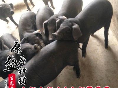 苏太母猪批发苏太黑猪 纯种北京黑母猪 梅山母猪高产仔图3