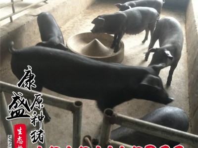 苏太母猪批发苏太黑猪 纯种北京黑母猪 梅山母猪高产仔图2