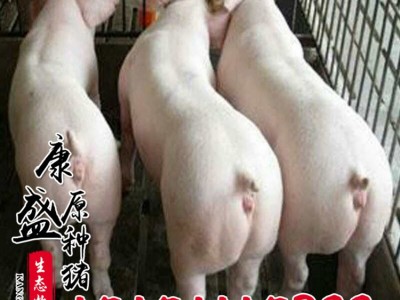 活体猪苗批发 皮特兰种猪价格 生态养殖外三元仔猪猪苗仔猪品种全图2