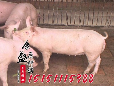 活体猪苗批发 皮特兰种猪价格 生态养殖外三元仔猪猪苗仔猪品种全图5