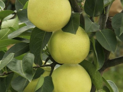 秋月梨树苗种植基地 1公分秋月梨树苗多少钱一株 山东秋月梨价格图4