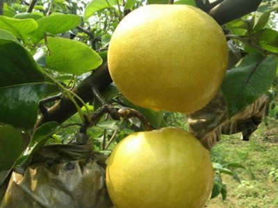 秋月梨树苗种植基地 1公分秋月梨树苗多少钱一株 山东秋月梨价格图2