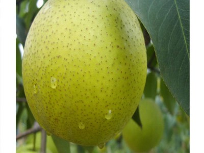 秋月梨树苗种植基地 1公分秋月梨树苗多少钱一株 山东秋月梨价格图5