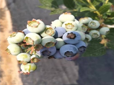 现挖现发新品种蓝莓苗 基地直发 南北方果树苗 盆栽地栽 蓝梅苗图2