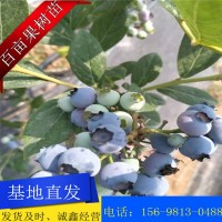 现挖现发新品种蓝莓苗 基地直发 南北方果树苗 盆栽地栽 蓝梅苗