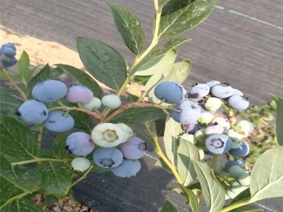 现挖现发新品种蓝莓苗 基地直发 南北方果树苗 盆栽地栽 蓝梅苗图5