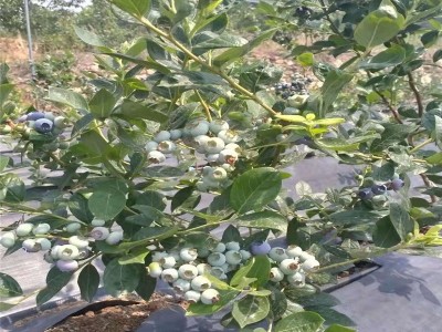 现挖现发新品种蓝莓苗 基地直发 南北方果树苗 盆栽地栽 蓝梅苗图4