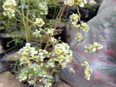 现挖现发新品种蓝莓苗 基地直发 南北方果树苗 盆栽地栽 蓝梅苗图3