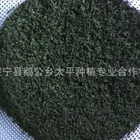 七叶嫩叶绞股蓝 绞股蓝 筛出的碎茶散茶甘味七叶参湖南绥宁