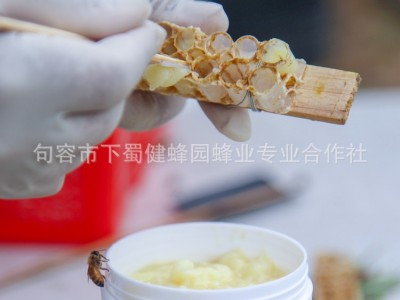 健蜂园 蜂场现取500g瓶装朵状蜂王浆新鲜蜂皇浆油菜鲜蜂王浆图3
