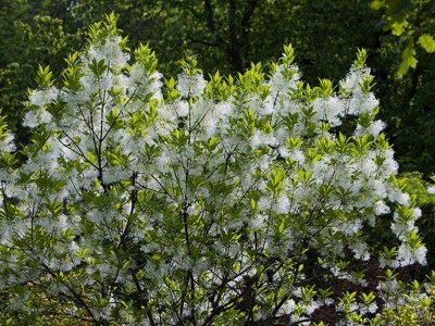 厂家批发流苏树苗嫁接桂花砧木油根子树苗四月雪茶叶树糯米花树图3