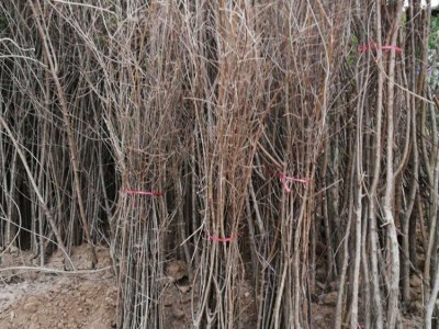 厂家批发流苏树苗嫁接桂花砧木油根子树苗四月雪茶叶树糯米花树图2