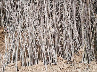 厂家批发流苏树苗嫁接桂花砧木油根子树苗四月雪茶叶树糯米花树图4