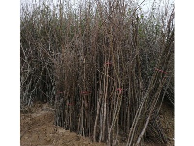 厂家批发流苏树苗嫁接桂花砧木油根子树苗四月雪茶叶树糯米花树图5