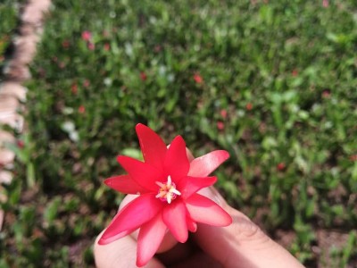 基地批发蟹爪兰苗仙子兰荷兰红多肉植物跑江湖地摊花苗当年开花图2