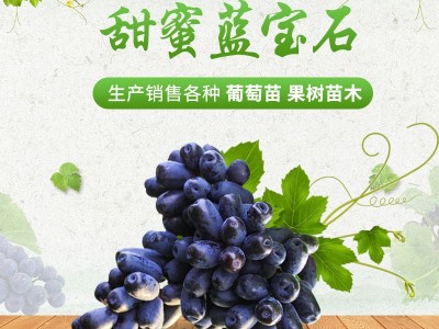 甜蜜无核蓝宝石嫁接树苗葡萄苗 南北方种植甜蜜蓝宝石葡萄苗图2