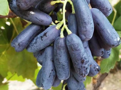 甜蜜无核蓝宝石嫁接树苗葡萄苗 南北方种植甜蜜蓝宝石葡萄苗图4
