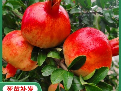 石榴树树苗突尼斯软籽庭院果树盆栽南方北方种植特大无籽石榴苗树图1