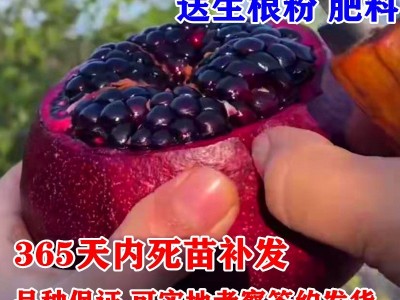 石榴树树苗突尼斯软籽庭院果树盆栽南方北方种植特大无籽石榴苗树图3