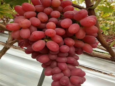 大量批发植株健壮阳光玫瑰葡萄树苗 阳光玫瑰葡萄树苗批发价格图4