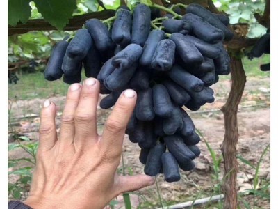 大量批发植株健壮阳光玫瑰葡萄树苗 阳光玫瑰葡萄树苗批发价格图5