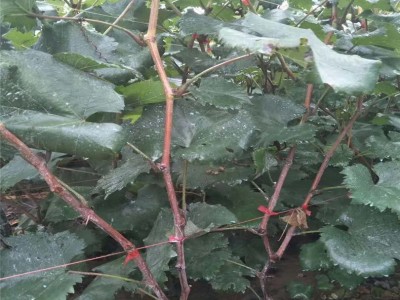 大量批发植株健壮阳光玫瑰葡萄树苗 阳光玫瑰葡萄树苗批发价格图3