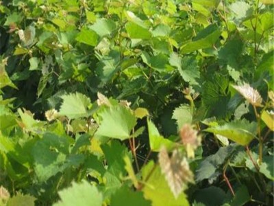 大量批发植株健壮阳光玫瑰葡萄树苗 阳光玫瑰葡萄树苗批发价格图2