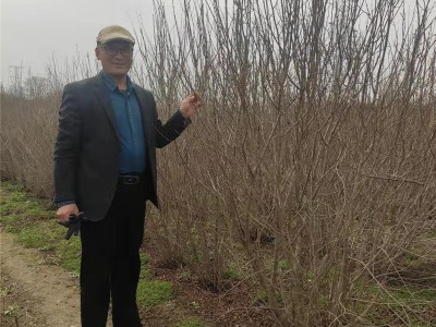 丛生石榴苗 1-15公分石榴苗 基地现挖现卖树形漂亮丛生石榴苗图2