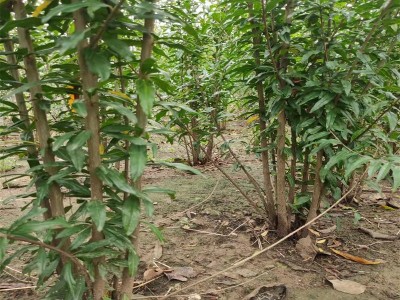 丛生石榴苗 1-15公分石榴苗 基地现挖现卖树形漂亮丛生石榴苗图1