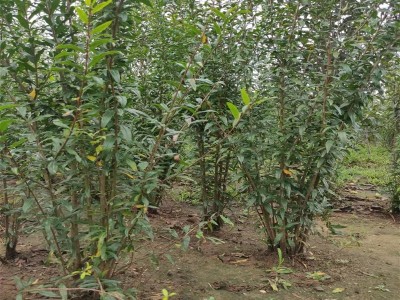 丛生石榴苗 1-15公分石榴苗 基地现挖现卖树形漂亮丛生石榴苗图4