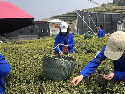 散装茶叶2022年碳焙铁观音秋茶韵香型（烘焙）烤火黑乌龙茶奶茶店图2