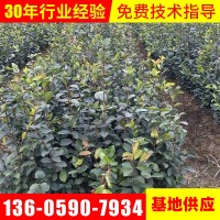 绿化苗木批发矮种软枝油茶苗油茶扦插苗大果白花油茶树苗