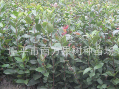 绿化苗木批发矮种软枝油茶苗油茶扦插苗大果白花油茶树苗图2