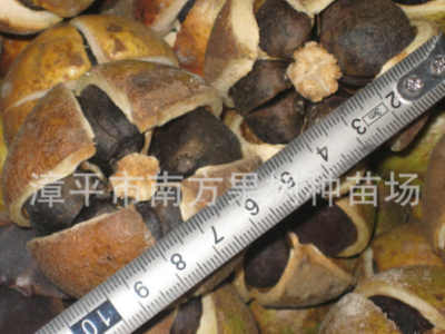 绿化苗木批发矮种软枝油茶苗油茶扦插苗大果白花油茶树苗图3