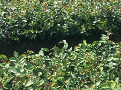 绿化苗木批发矮种软枝油茶苗油茶扦插苗大果白花油茶树苗图5
