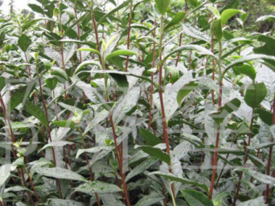 八月桂花树苗 地径一公分 桂花树 桂花苗 金桂树苗批发图3