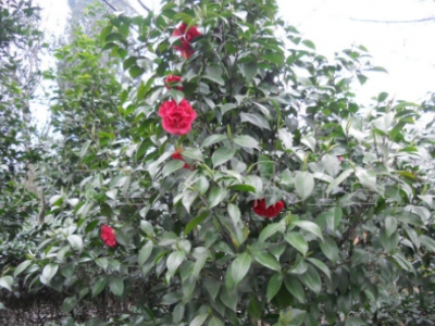 八月桂花树苗 地径一公分 桂花树 桂花苗 金桂树苗批发图2