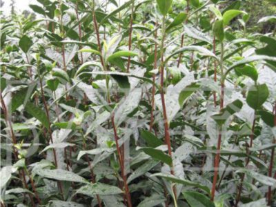八月桂花树苗 地径一公分 桂花树 桂花苗 金桂树苗批发图4