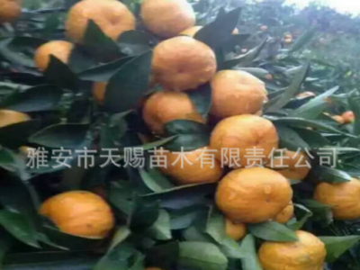 基地批发红桔苗嫁接蜜桔爱媛南瓜橘血橙不知火丑柑春见柑橘果树苗图2