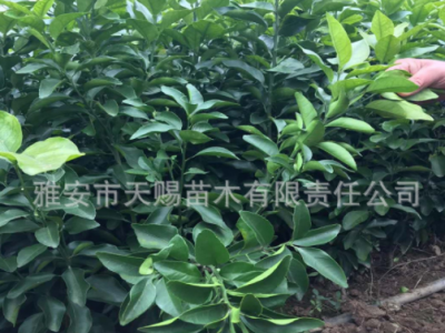基地批发红桔苗嫁接蜜桔爱媛南瓜橘血橙不知火丑柑春见柑橘果树苗图4