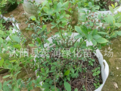 庭院地栽 室内盆栽果树苗 蓝莓苗 蓝莓树苗带土球包装，3年苗图3